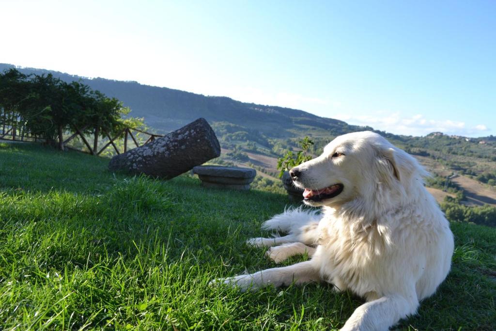 Agriturismo Lapone Ορβιέτο Εξωτερικό φωτογραφία
